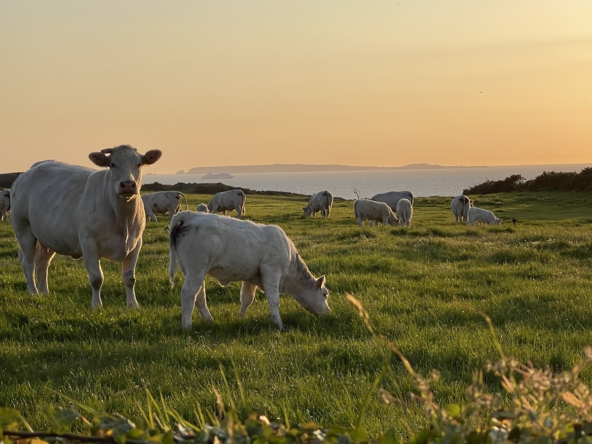propriétaireauderville-hotel-du-cap-vaches