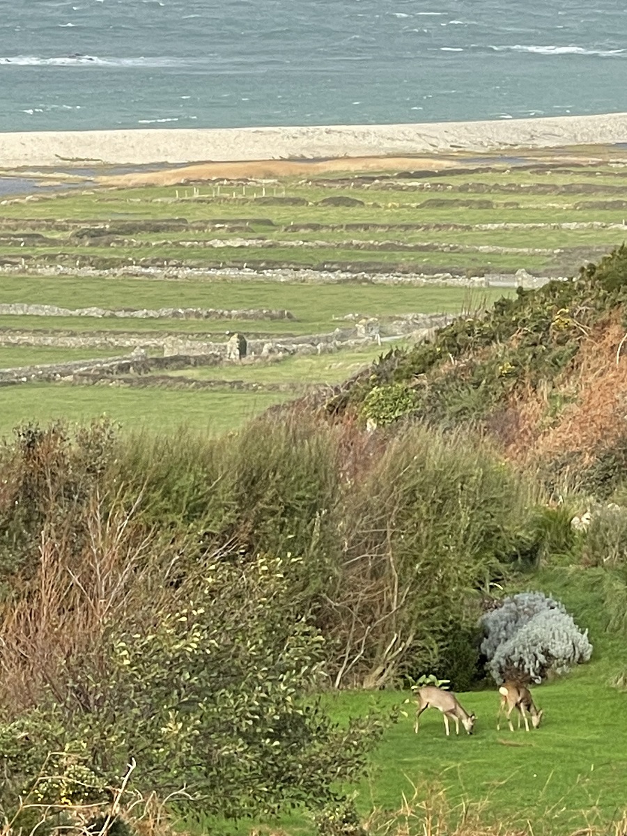 propriétaireauderville-hotel-du-cap-vue+chevreuils