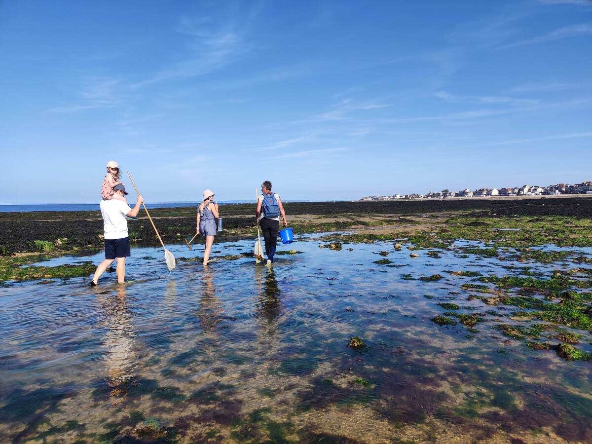 Constance Duquesnaybalade-decouverte-littorale-peche-a-pied-saint-aubin-sur-mer-2022-credit-constance-duquesnay (41)