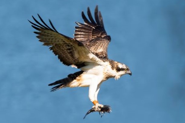 RNN Marais OrxBalbuzard-pecheur_Labenne_OTILAS