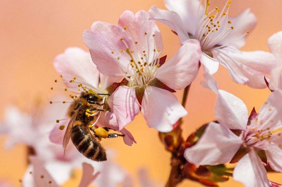 pixabayAbeilles