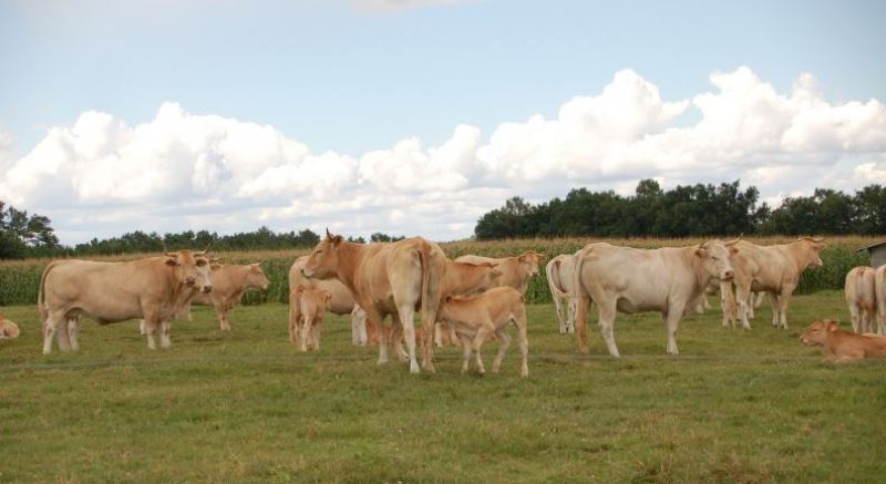 OT chalosse tursanboeuf chalosse ferme clercq