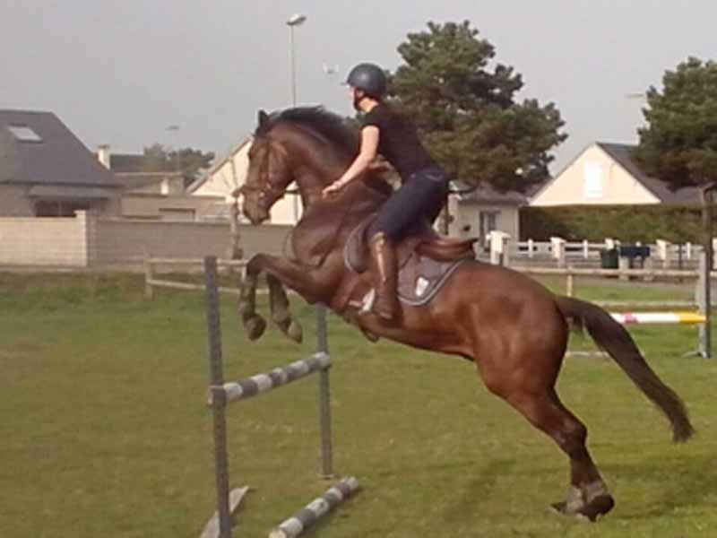 PROPRIETAIREBolleville_Ecurie Leseigneur Chevaux et Anes_activité équestre1