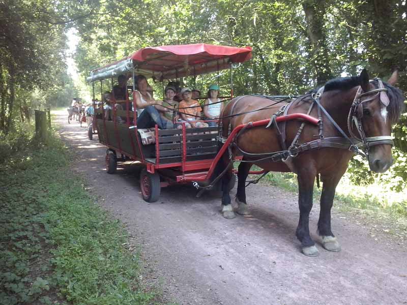 PROPRIETAIREBolleville_Ecurie Leseigneur Chevaux et Anes_animations équestres1