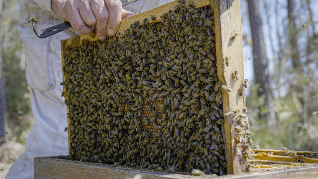 Ruchers du borncadre d'abeilles Ruchers du Born (Copier)