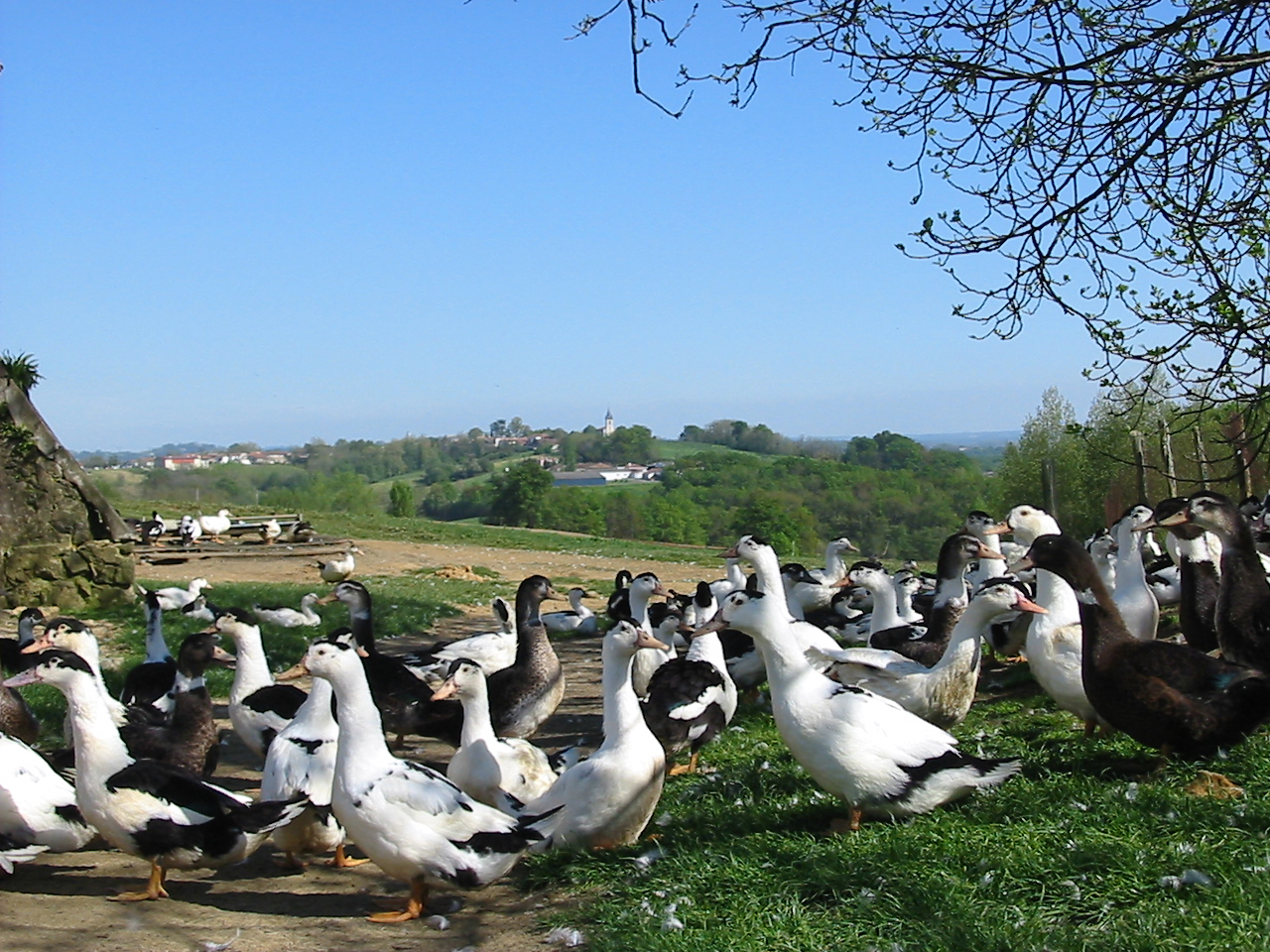 Ferme JouandéouCanards Ferme Jouandéou