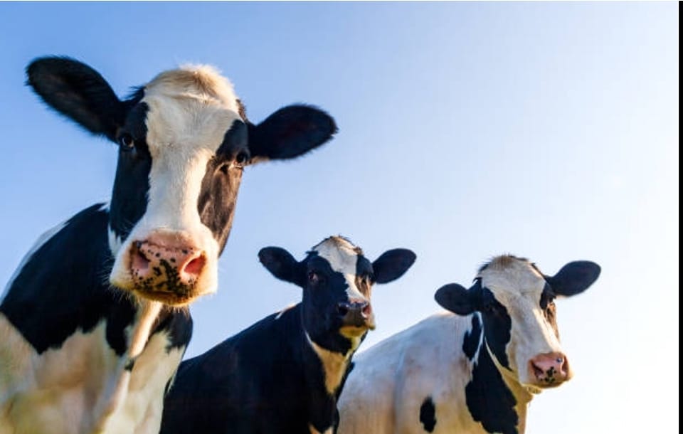 ©earl La PalueCASTETS_Lait de Castets_Vaches