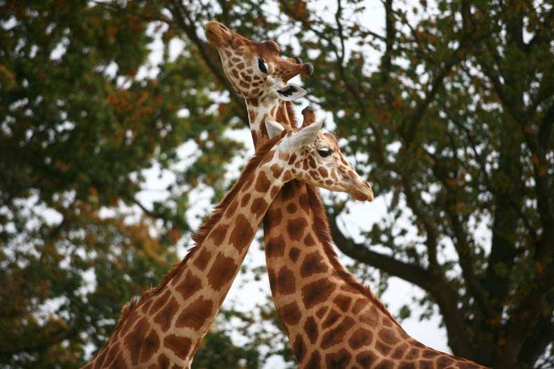 Parc zoologique et paysager©Y.LebretonChamprépus_Parc zoologique et paysager_girafes©Y.Lebreton