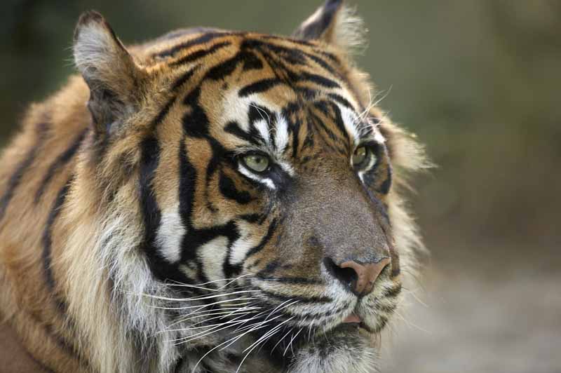 Parc zoologique et paysager©Y.LebretonChamprépus_Parc zoologique et paysager_gros plan tigre©Y.Lebreton