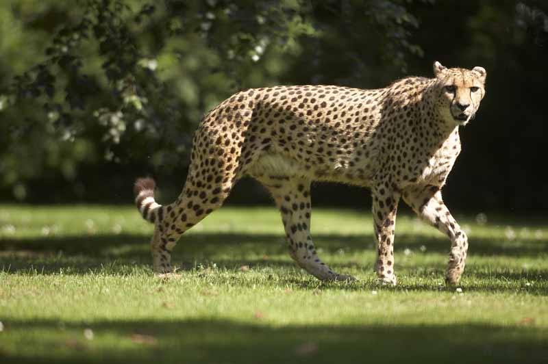 Parc zoologique et paysager©Y.LebretonChamprépus_Parc zoologique et paysager_guépard©Y.Lebreton