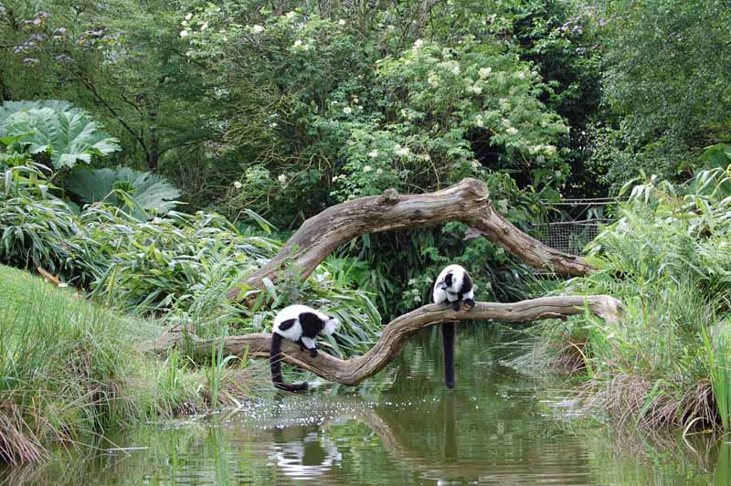 Parc zoologique et paysager©Y.LebretonChamprépus_Parc zoologique et paysager_île des makis vari blanc et noir©Y.Lebreton