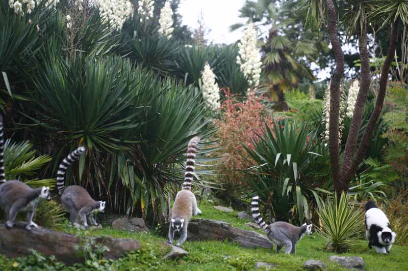 Parc zoologique et paysager©Y.LebretonChamprépus_Parc zoologique et paysager_la réserve des lémuriens©Y.Lebreton