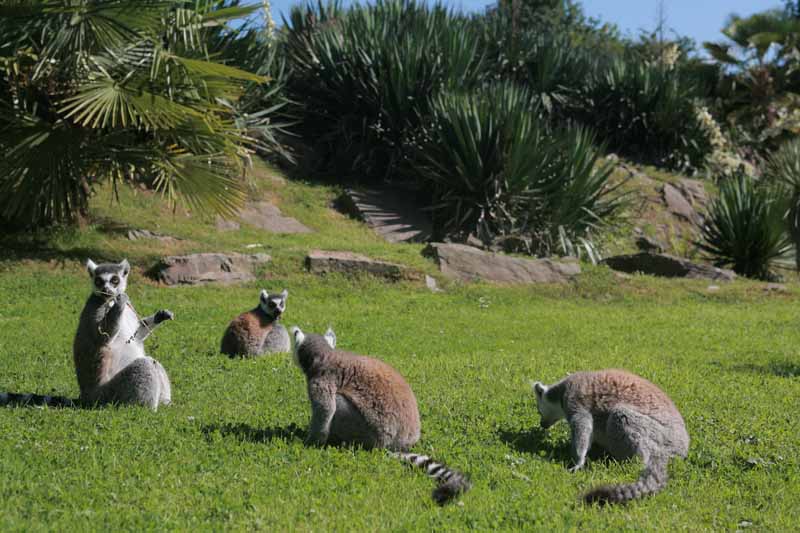 Parc zoologique et paysager©Y.LebretonChamprépus_Parc zoologique et paysager_lémuriens©Y.Lebreton