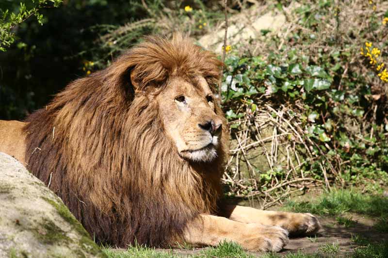 Parc zoologique et paysager©Y.LebretonChamprépus_Parc zoologique et paysager_lion couché©Y.Lebreton
