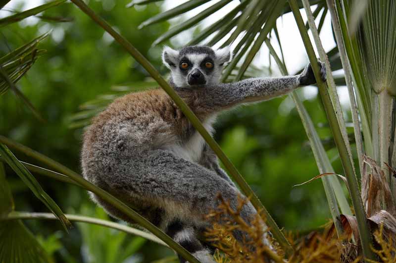 Parc zoologique et paysager©Y.LebretonChamprépus_Parc zoologique et paysager_maki catta©Y.Lebreton