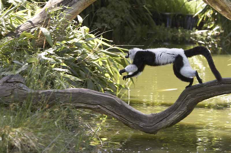 Parc zoologique et paysager©Y.LebretonChamprépus_Parc zoologique et paysager_maki vari blanc et noir©Y.Lebreton