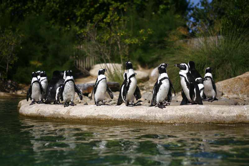 Parc zoologique et paysager©Y.LebretonChamprépus_Parc zoologique et paysager_manchots©Y.Lebreton