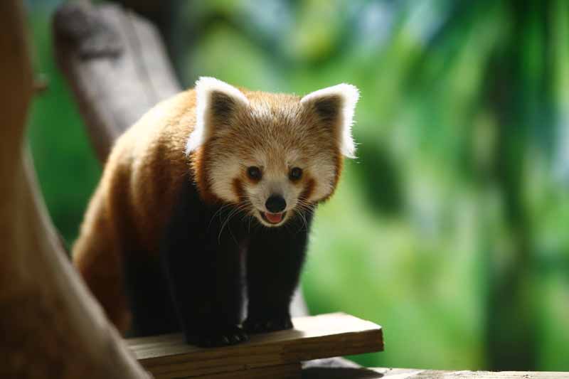Parc zoologique et paysager©Y.LebretonChamprépus_Parc zoologique et paysager_panda roux©Y.Lebreton