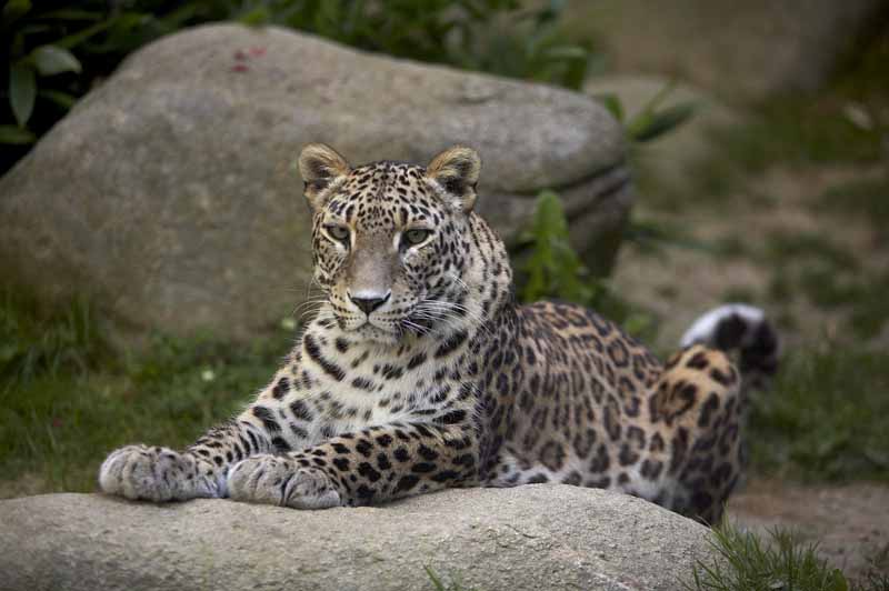 Parc zoologique et paysager©Y.LebretonChamprépus_Parc zoologique et paysager_portrait panthère©Y.Lebreton
