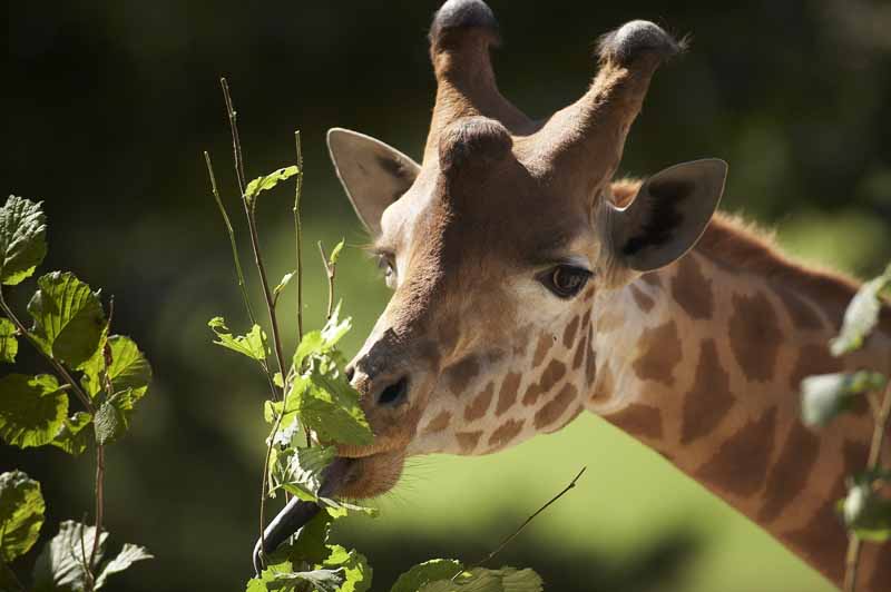 Parc zoologique et paysager©Y.LebretonChamprépus_Parc zoologique et paysager_tête girafe©Y.Lebreton