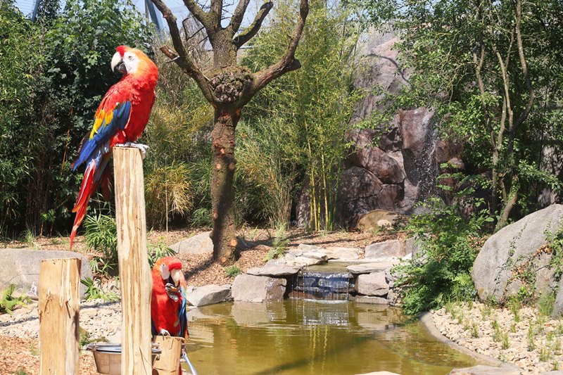 Parc zoologique et paysager©Y. et J. Lebretonchamprepus-zoo-ara-macao-1