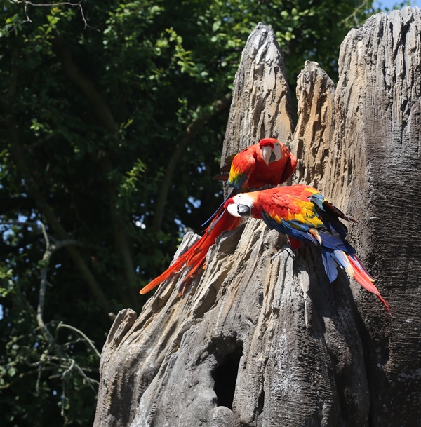 Parc zoologique et paysager©Y. et J. Lebretonchamprepus-zoo-ara-macao-2