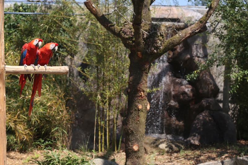 Parc zoologique et paysager©Y. et J. Lebretonchamprepus-zoo-ara-macao-3