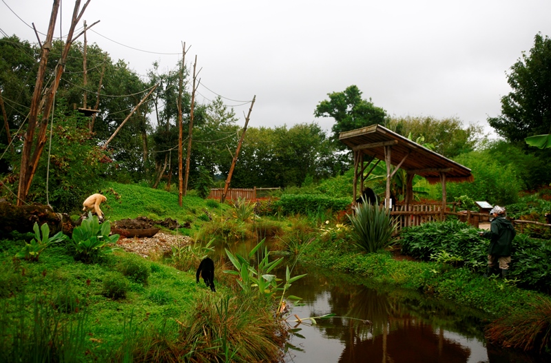 PROPRIETAIREChamprépus_Zoo_gibons