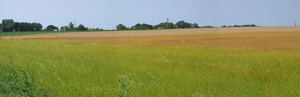 Champs de lin en Normandie