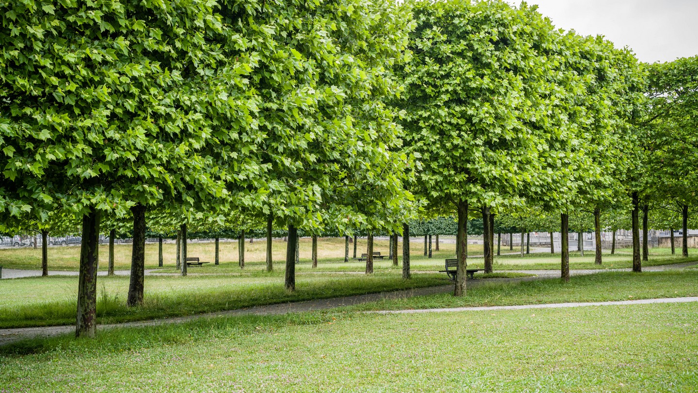 Château de Pau  JF. LairezChâteau de Pau - (Basse-Plante) 1