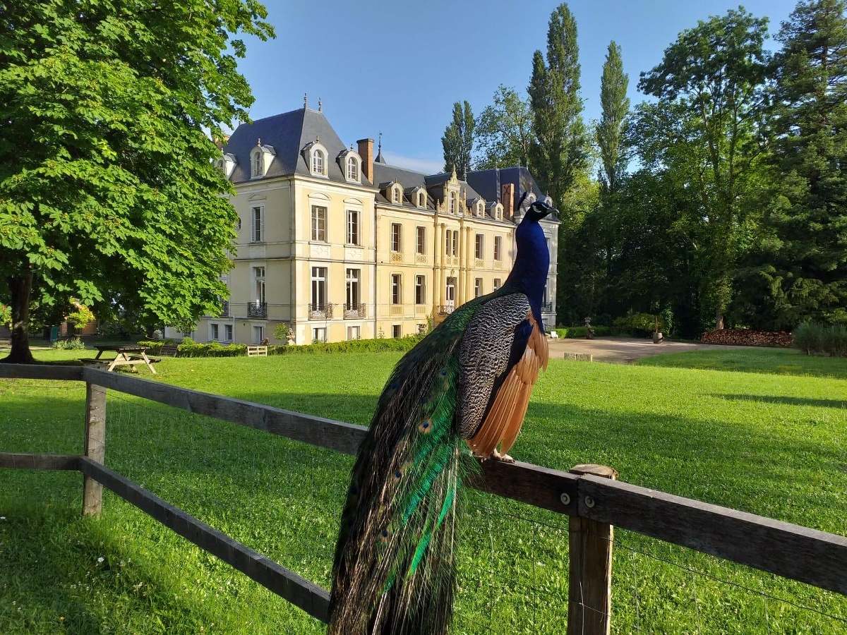 ©Domaine de OuezyChateau et paon©Domaine de Ouezy