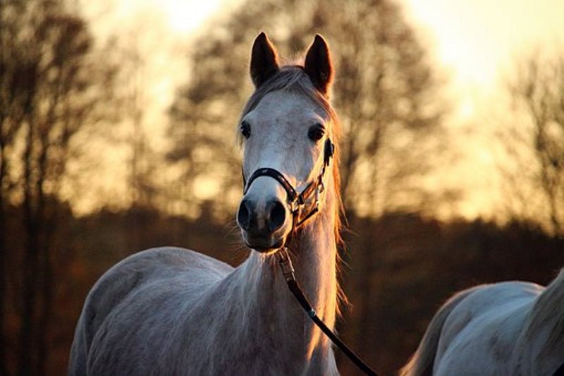 Pixabay-rihaijcheval