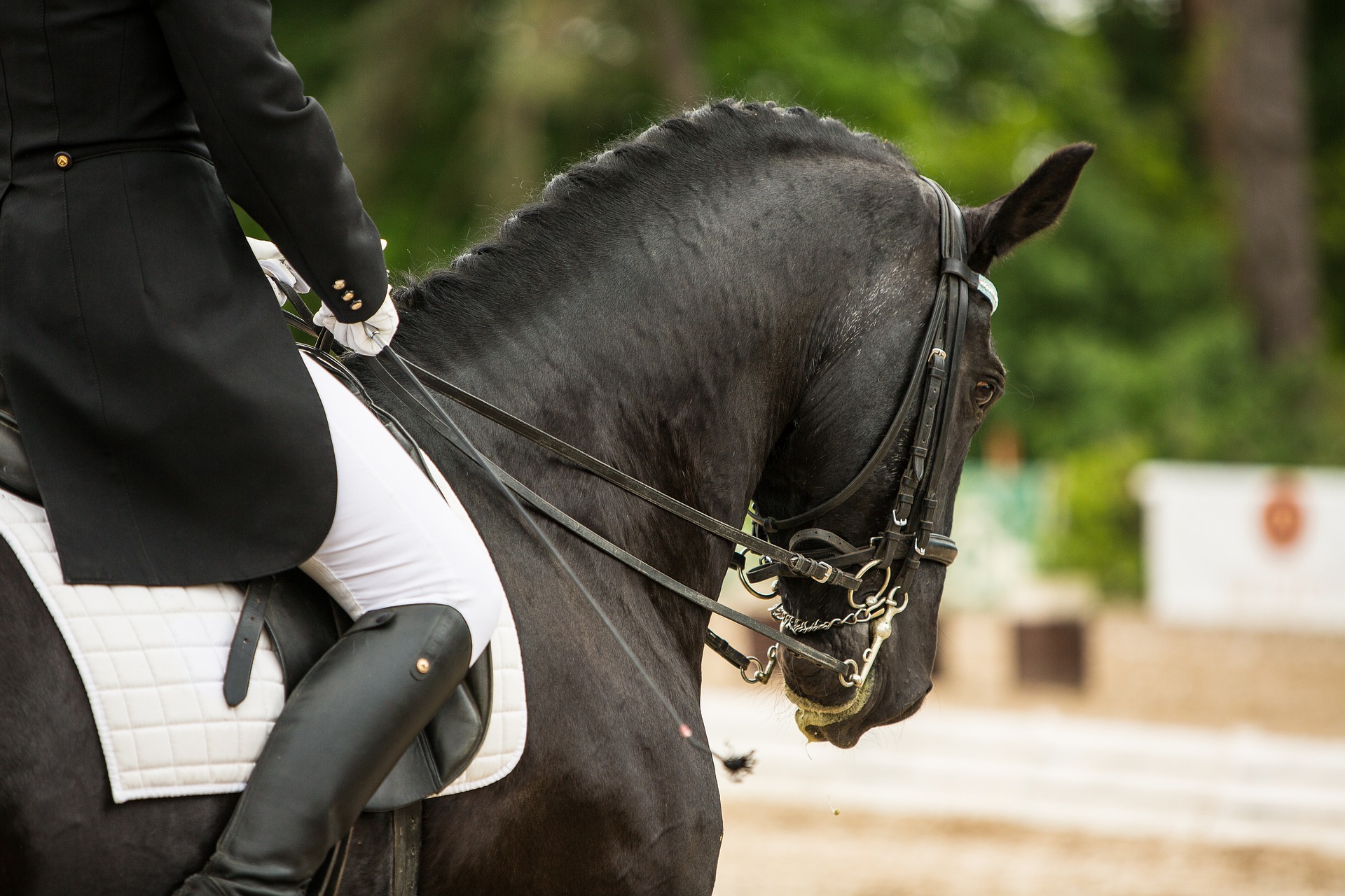 PIXABAYcheval cavalier dressage concours compétition équestre puce