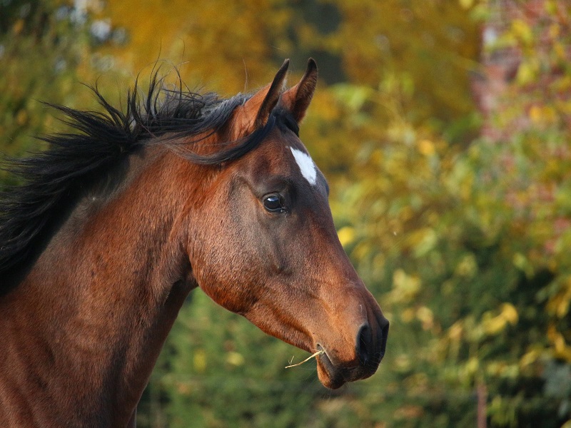 rihaij - Pixabaycheval-loches-valdeloire