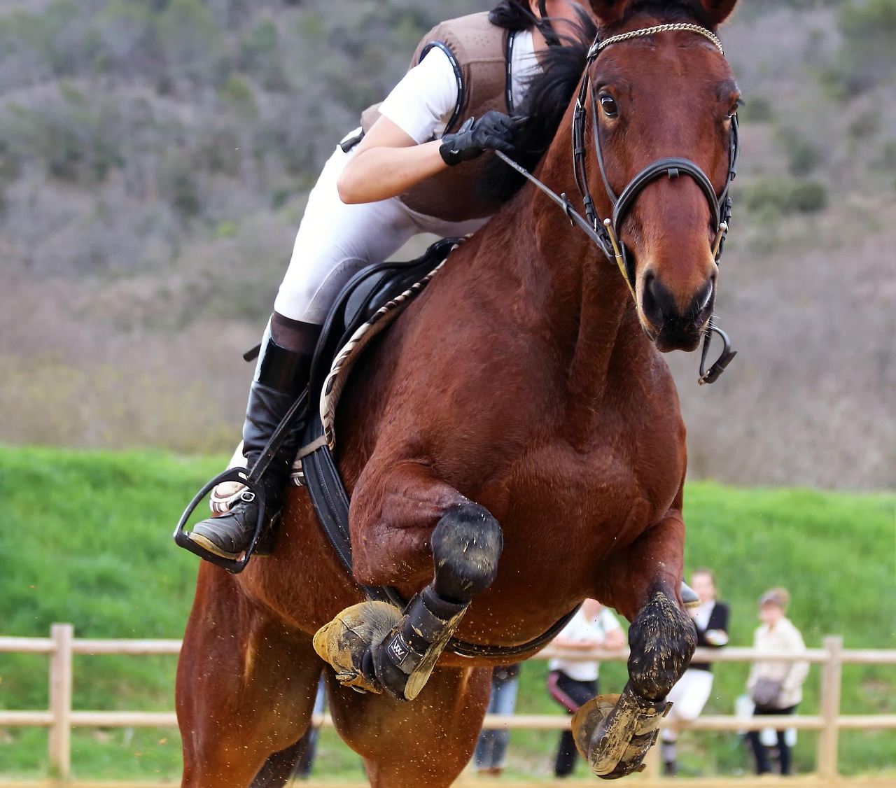 Image par Candiix de Pixabaycheval saut obstacles poney compétition équestre cso