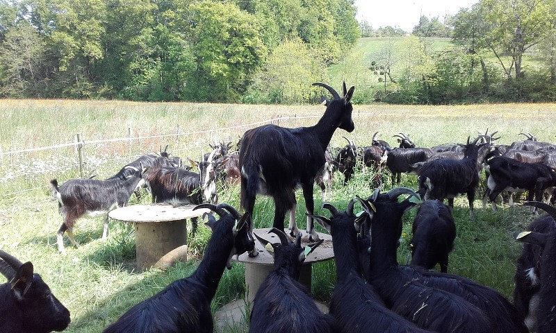 Ferme D Ca'briolaitchèvres