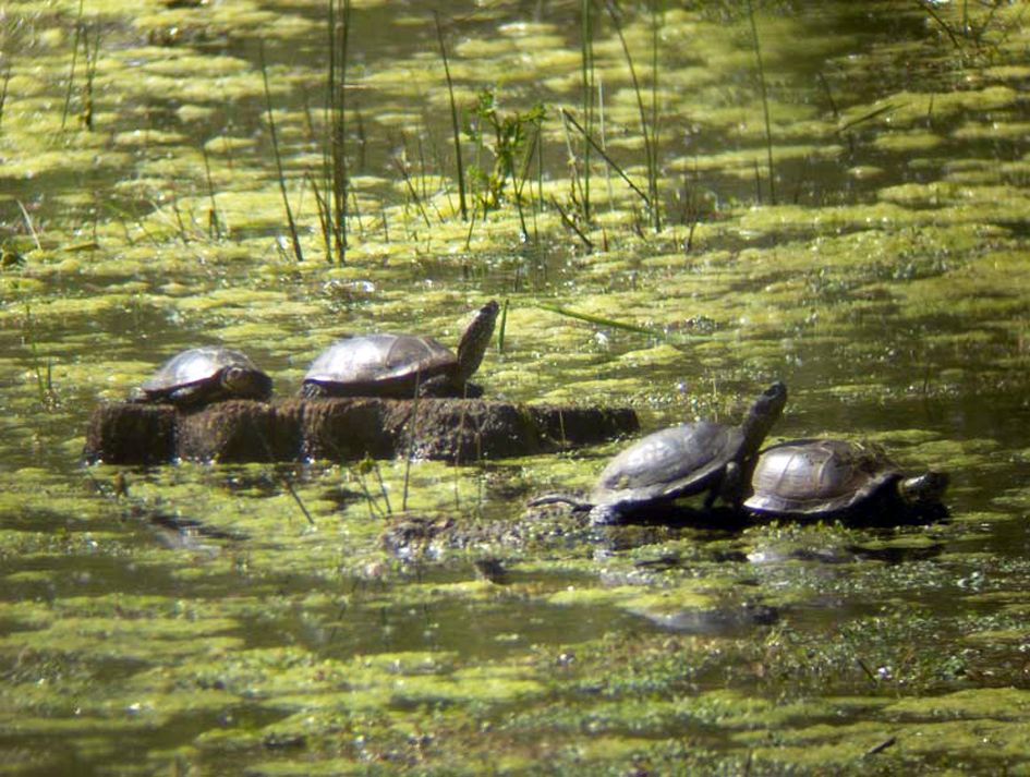 Mairie de BordèresContrat Aquitaine Nature_Bordère_Fabrice CRABOS 03