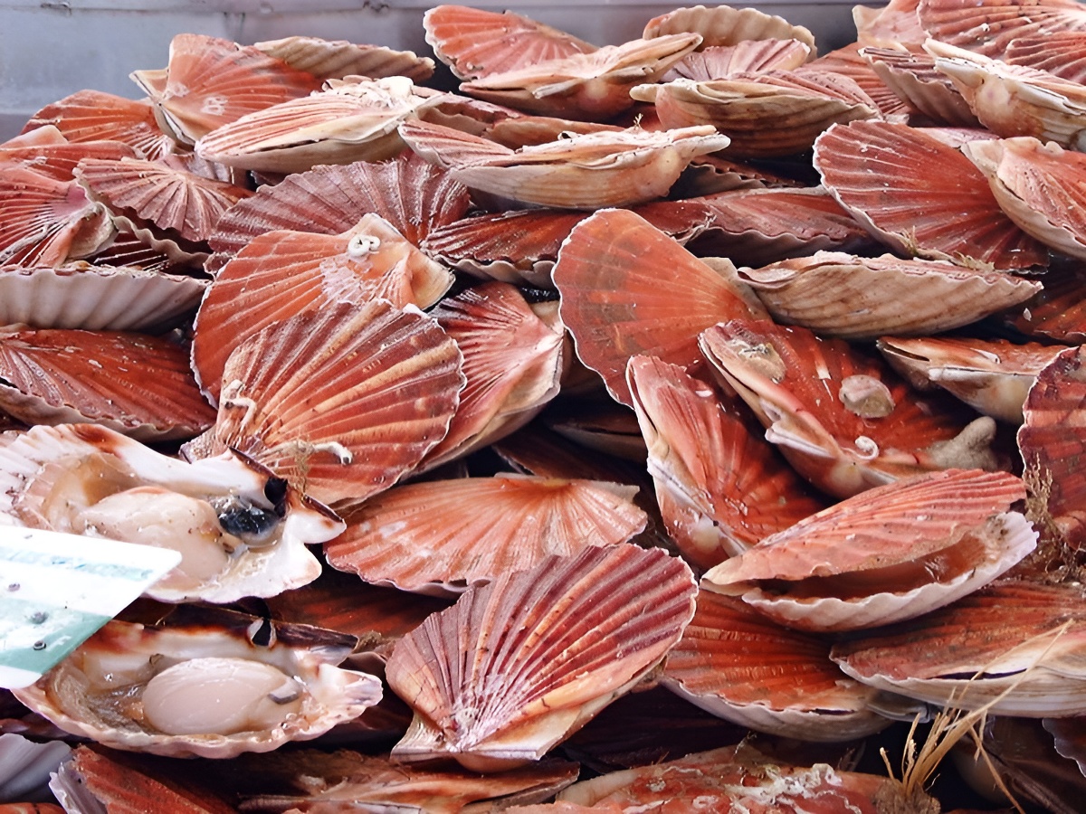 OT BayeuxCoquilles St Jacques - Port en Bessin