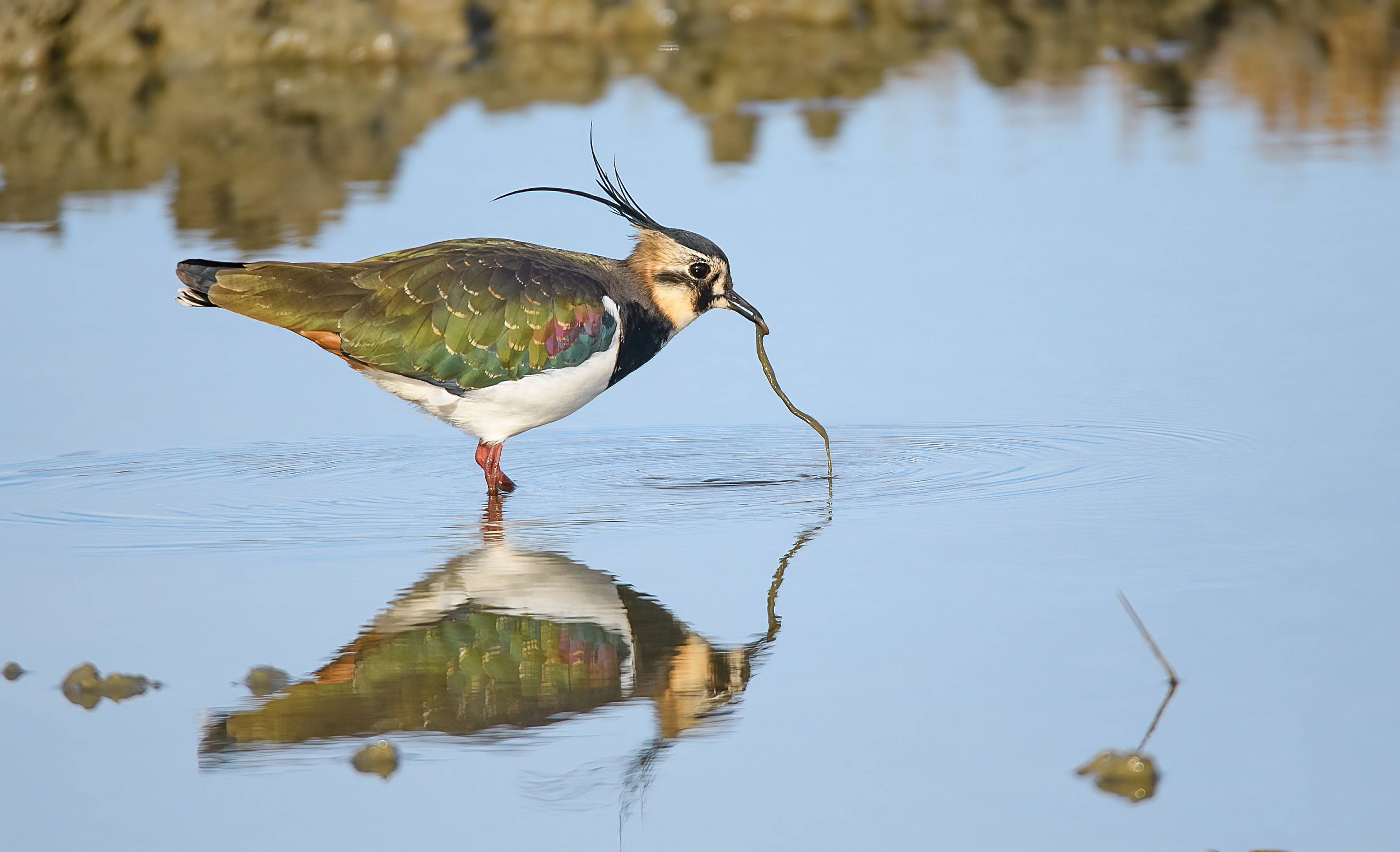 Didier LaeVanneau huppé à la Réserve ornithologique du Teich
