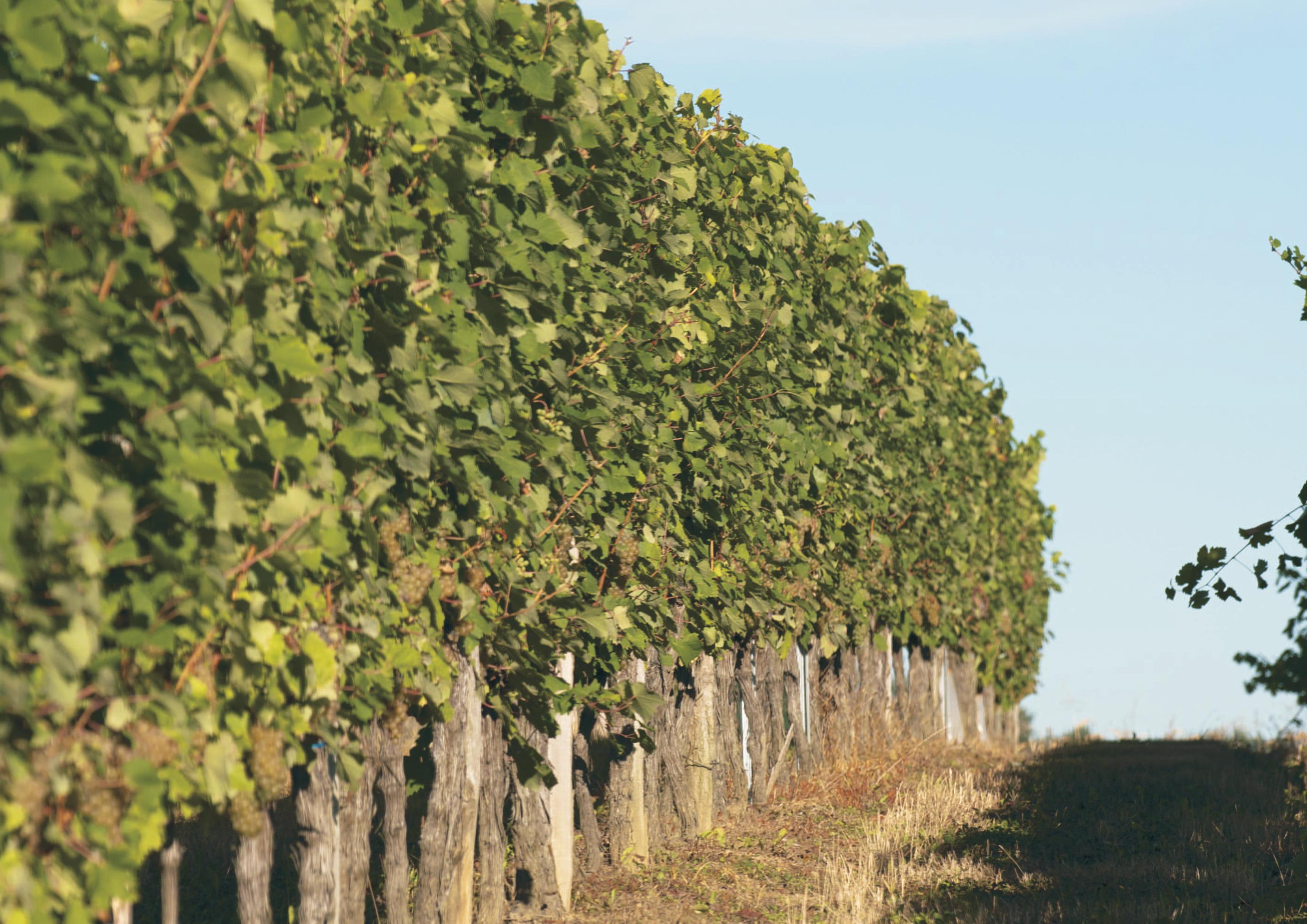 domaine de tastetDomaine de Tastet