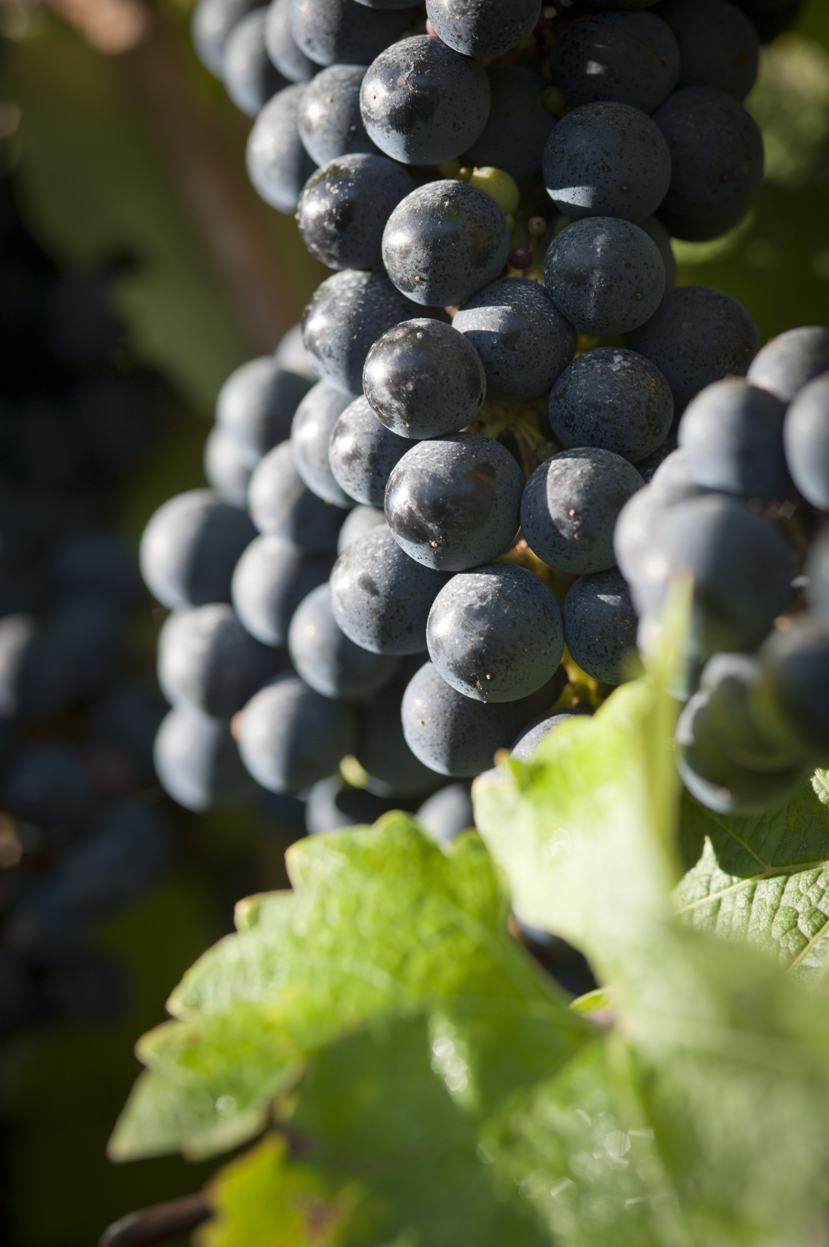 domaine du tastetdomaine du tastet jcp-7