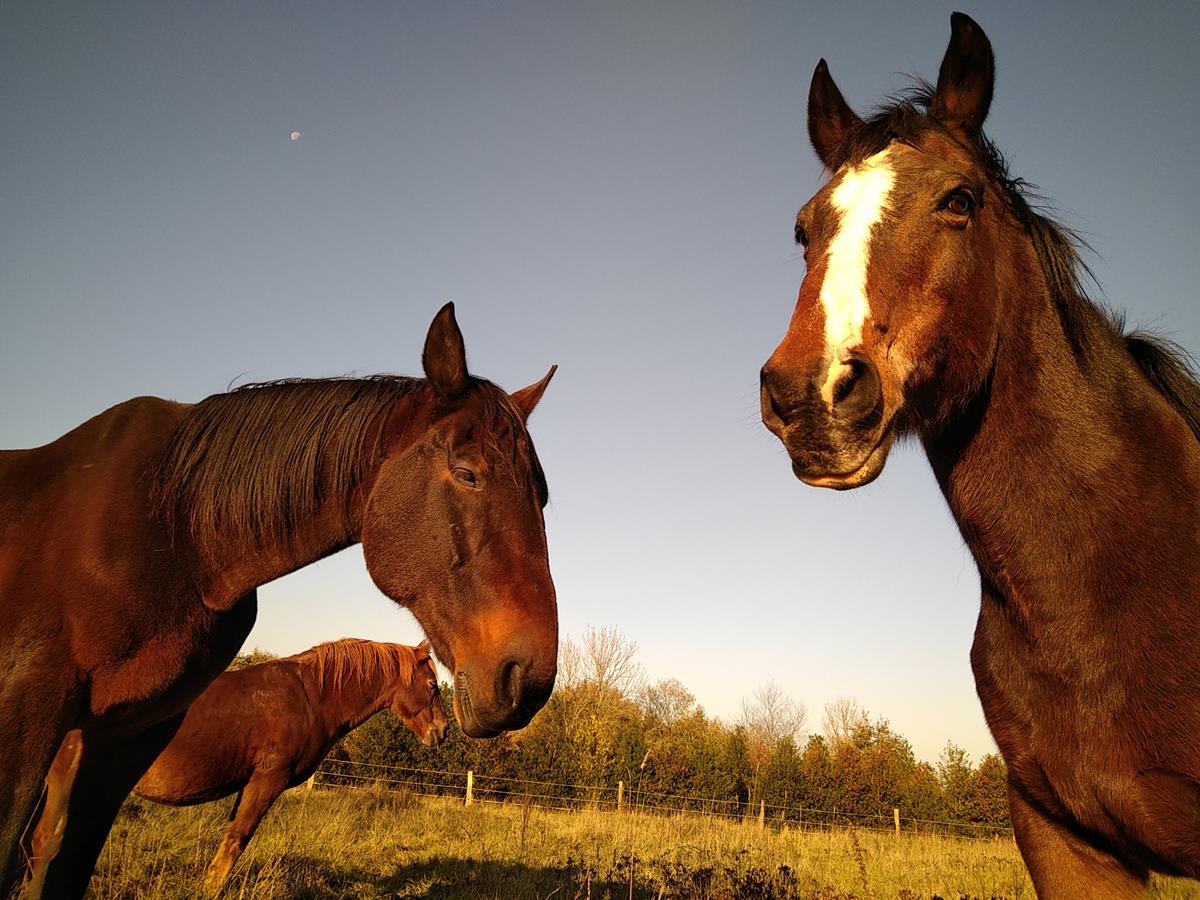 Domaine equestre aux pres dulysseDomaine équestre aux près d'ulysse (TIS) (3)