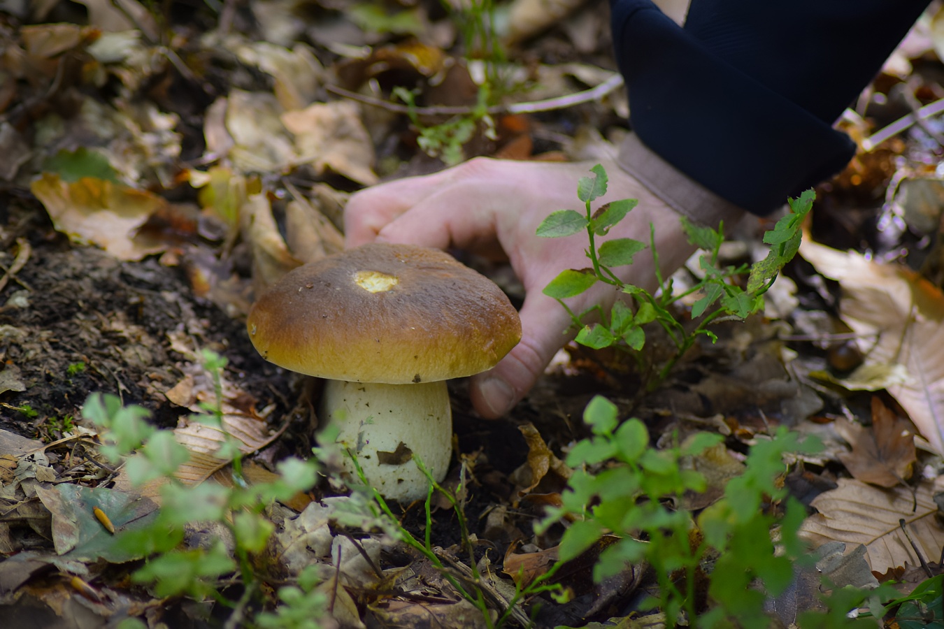 Caen la mer Tourisme / A. JonetChampignons forêt Grimbosq