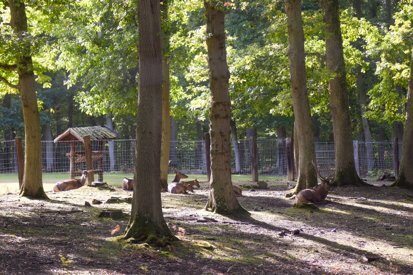Caen la mer Tourisme / A. JonetParc animalier forêt de Grimbosq