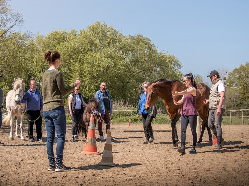 PropriétaireLe cheval emeraude(2)