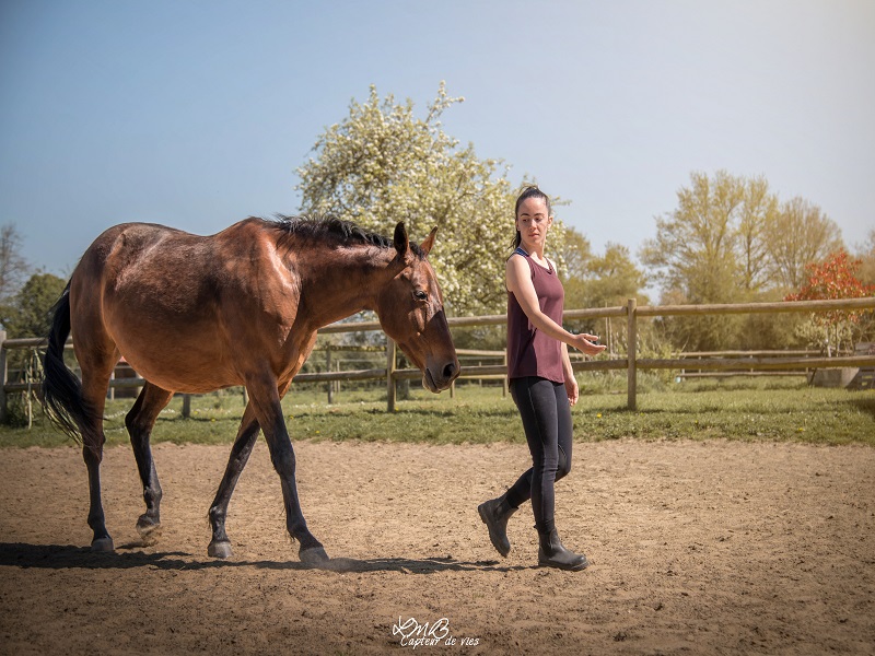 PropriétaireLe cheval emeraude