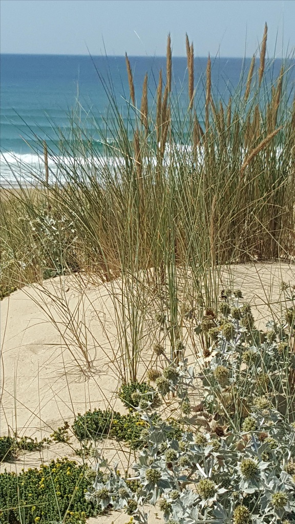 MiclotAppartement Miclot_Vieux Boucau_Landes Atlantique Sud