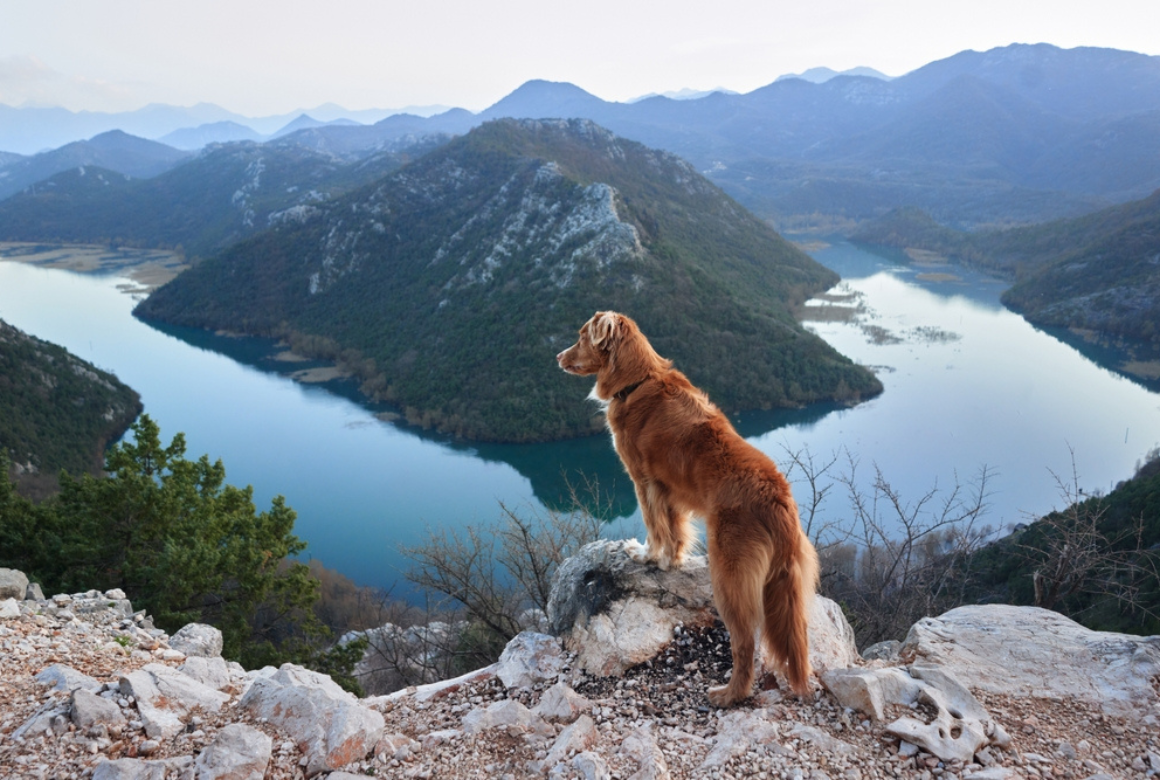Chien en vacances