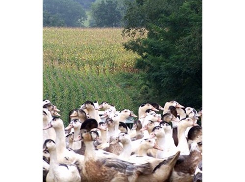 © Ferme BeleslouFerme Beleslou 05_Cagnotte