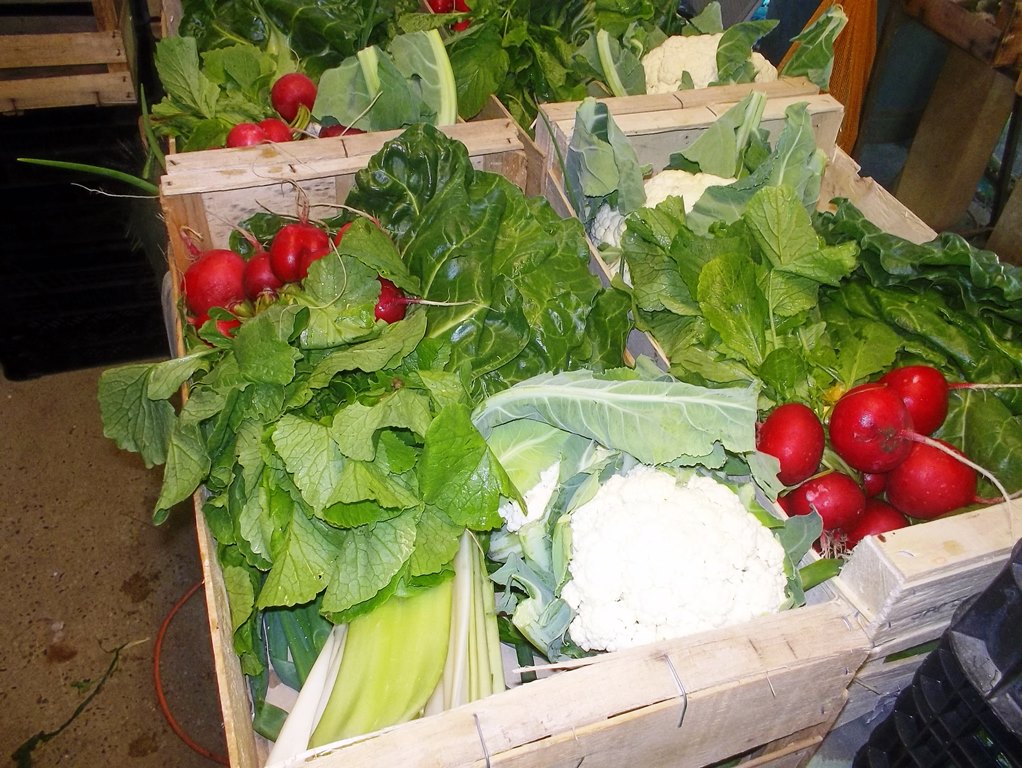 ©LalanneFerme Coumet - Panier de légumes